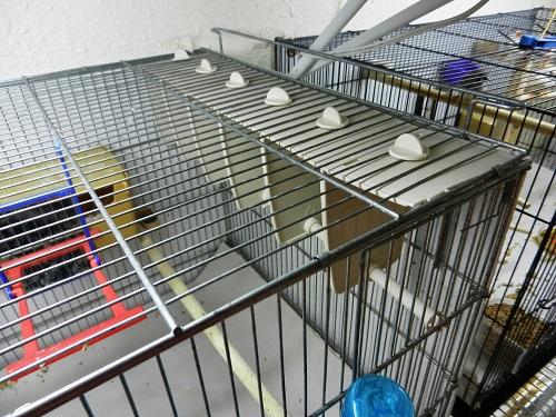 STA Soluzioni I004-Plastic Stress Perch-A way for each bird to have some private time-Glamorous Gouldians